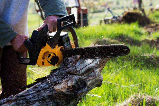 Best Tree Maintenance Programs  in USA